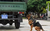 Xem cảnh khuyển tranh tài tấn công tội phạm, phát hiện ma túy, thuốc nổ